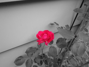 Red Rose 6-21-12
