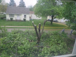 Tree Half Gone