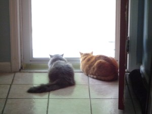 Bob and Chester Stalking