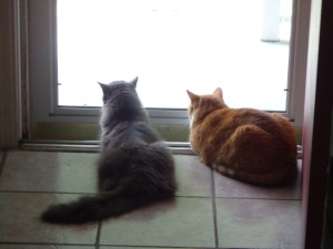 Bob and Chester Watching