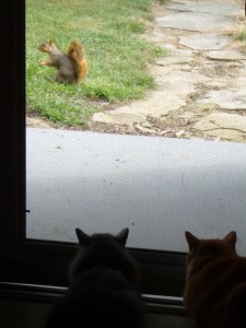 Cats Squirrel Hunting