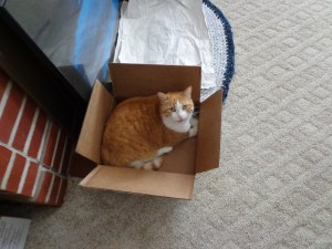 Chester's Box