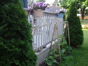Cucumber Plants 6-27-14