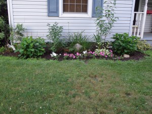Front Garden 6-27-14