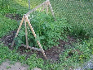 Tomato Plants 6-27-14