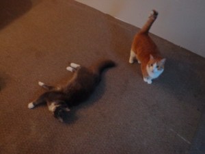 Construction Supervisors