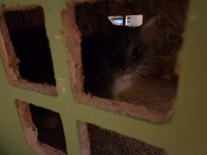 CNC Router Cat House 3