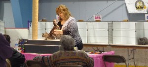 Cat Show Judging
