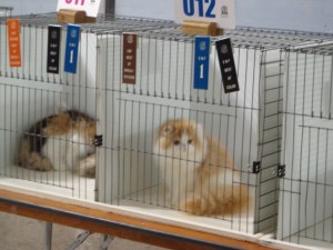 Persian Winner of Division