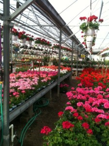 Geraniums
