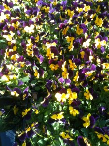More Violas
