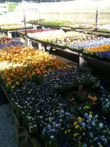 Pansies