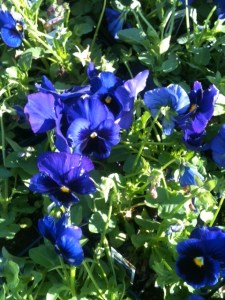 Purple Pansies