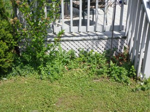 Back Door Garden Before 5-24-15