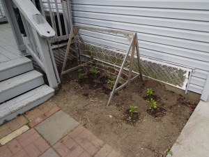 Driveway Garden After 5-24-15