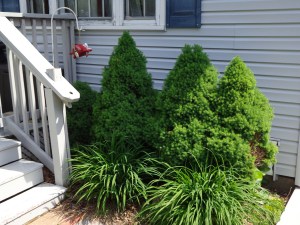 Driveway Garden Before 5-24-15