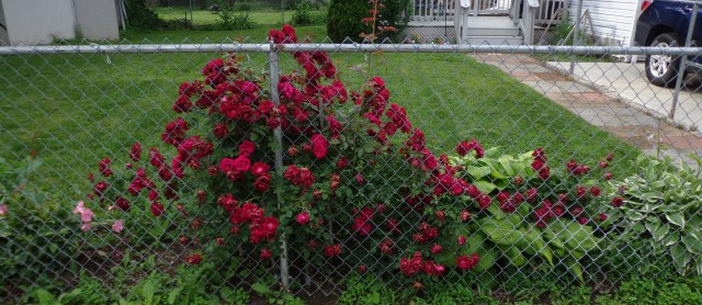 Side Rosebush 6-17-15  2