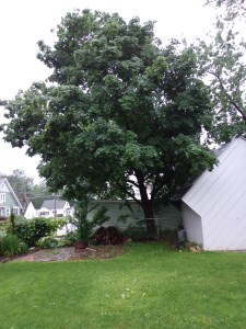 FIre Pit Area 7-3-15