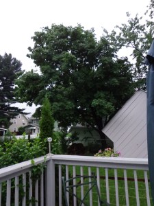 Maple Tree 7-3-15