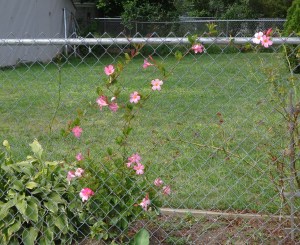 Pink Climbing Flowers 8-29-15