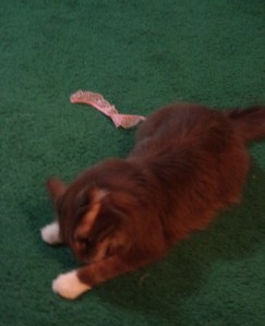 Bob Playing with Lace