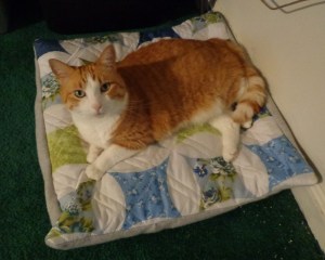 Chester's Bed 1-17-16