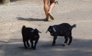 Animal Park - Baby Goats - 5-27-16