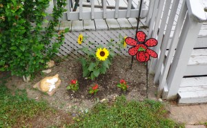 Back Door Garden 6-4-16