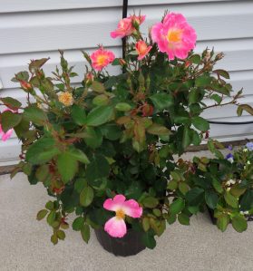 Boogart's Rose Bush 6-3-16