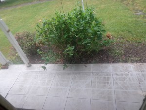 Front Porch - Scored - 6-2-16