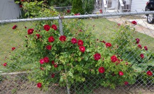 Red Roses 6-6-16