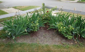 Rose Garden - 6-4-16