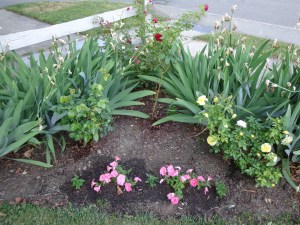 Rose Garden - 6-6-16