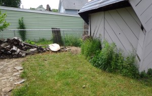 Shed Area - Weeded - 6-4-16