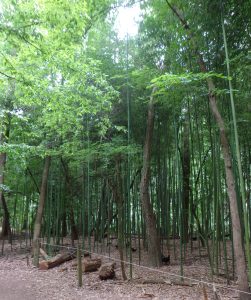 Animal Park - Bamboo - 5-27-16