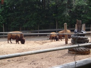 Animal Park - Bison - 5-27-16