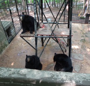 Animal Park - Black Bears - 5-27-16
