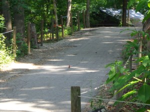 Animal Park - Cardinal - 5-27-16