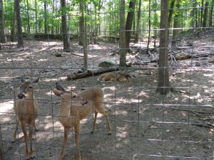 Animal Park - Deer - 5-27-16