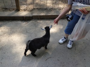 Animal Park - Feeding the Goat - 5-27-16