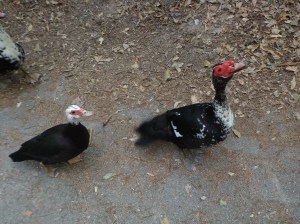 Animal Park - Happy Duck - 5-27-16