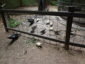 Animal Park - More Ducklings - 5-27-16