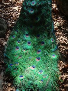 Animal Park - Peacock Tail - 5-27-16