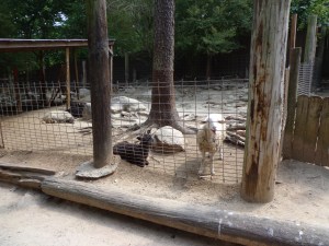 Animal Park - Sheep - 5-27-16