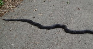 Animal Park - Snake - 5-27-16