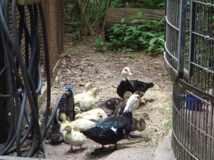 Animal Park - Thirst Ducks - 5-27-16