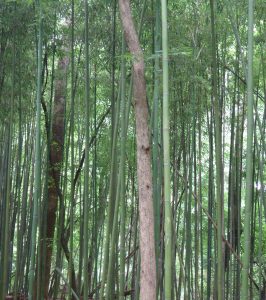 Animal Park - Up Close Bamboo - 5-27-16