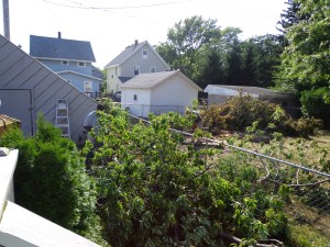 Shed - Tree Cut Down - 7-16-16