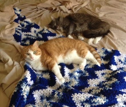 bob-and-chester-7-24-15