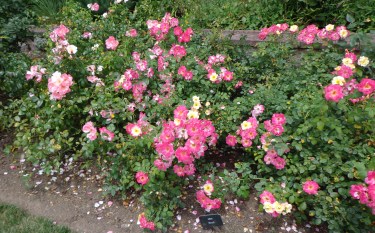 Boogart Roses - Biltmore 7-6-17